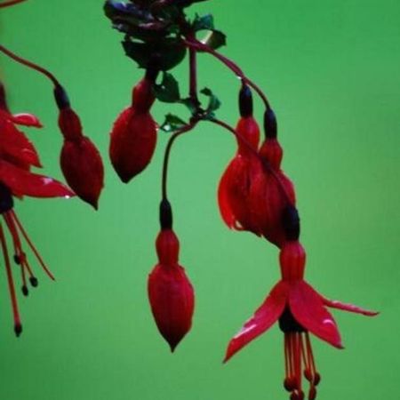 Вілла Fuchsia House Knights Town Екстер'єр фото